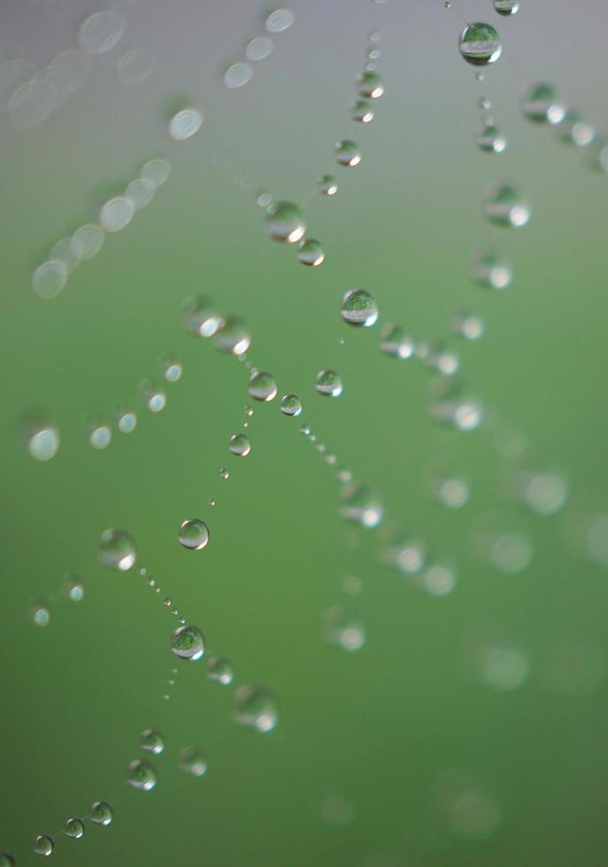 goutte de pluie sur la toile d'araignée photo