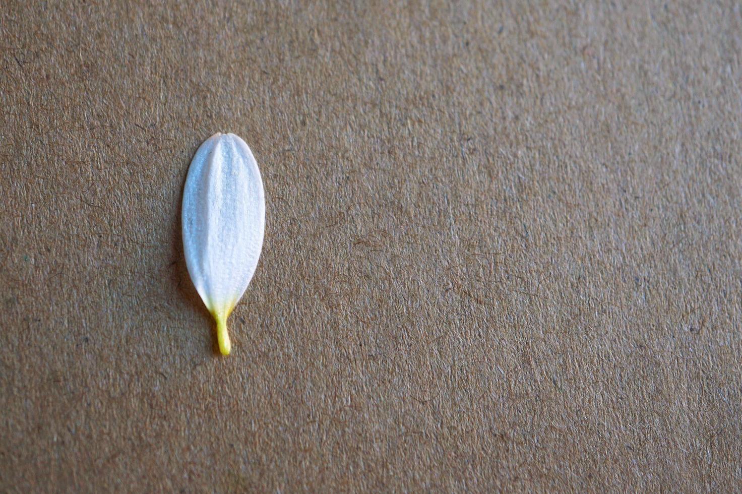 pétales de fleurs de marguerite blanche photo