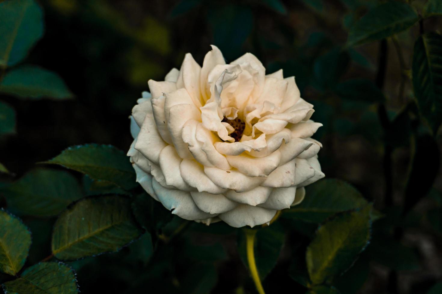blanc Rose dans foncé arrière-plan, blanc Rose de York, photo