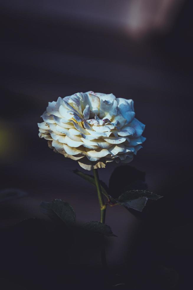 blanc Rose dans foncé arrière-plan, blanc Rose de York, photo