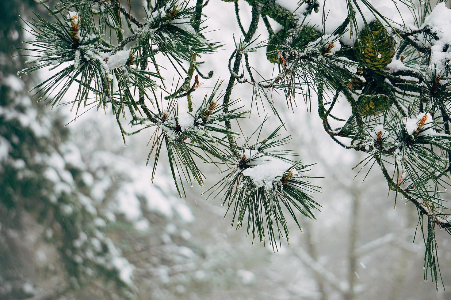 neige sur les feuilles de pin en hiver photo