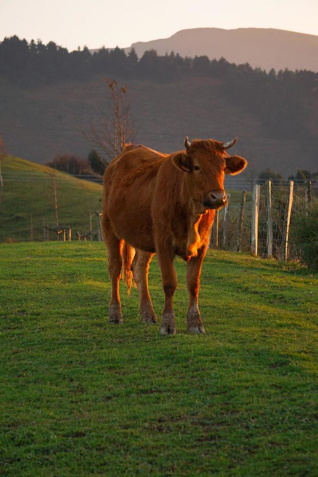 Vache brune paissant dans le pré photo