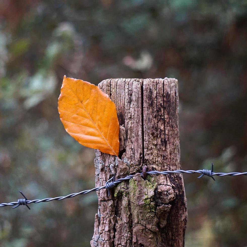 feuille coincée dans un poteau en bois photo