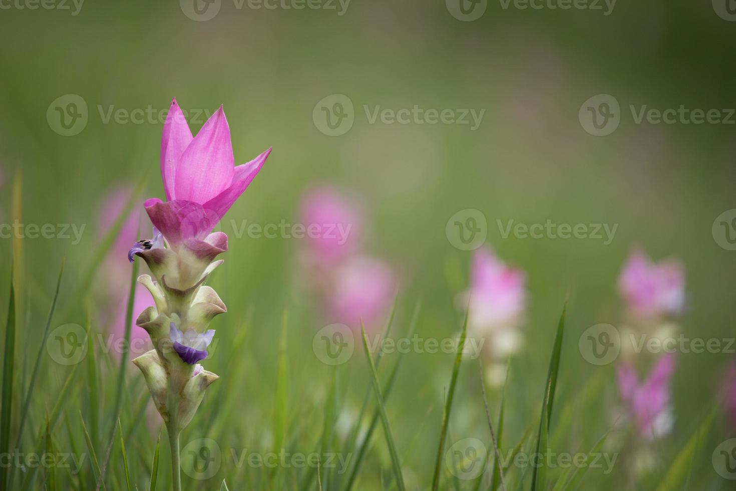 gros plan, de, rose, siam, tulipes photo