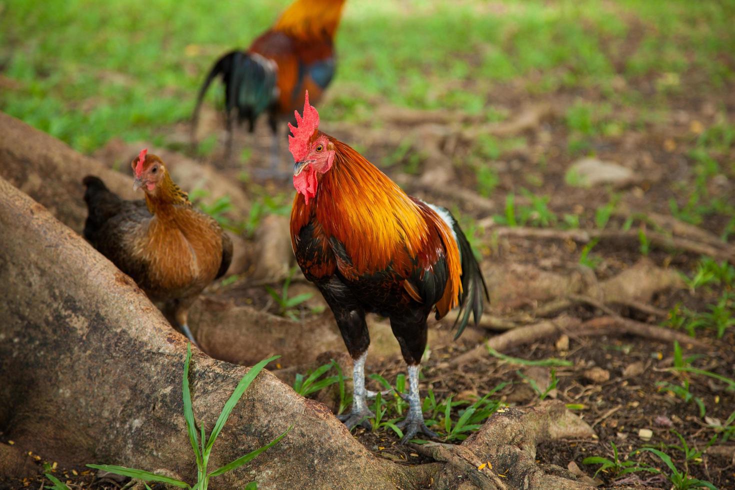 coq et poule dans le parc photo