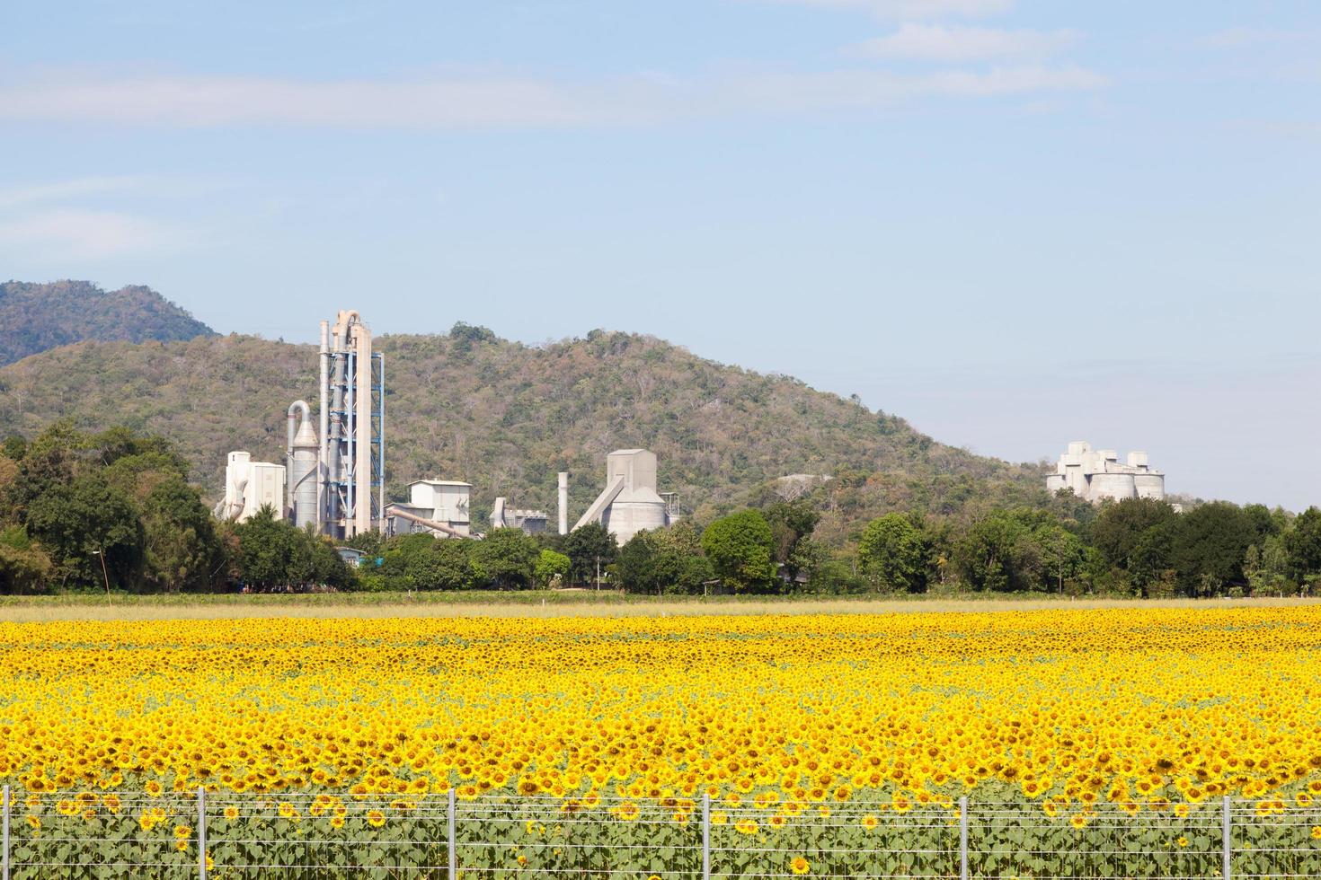 usine au champ de tournesol en thaïlande photo