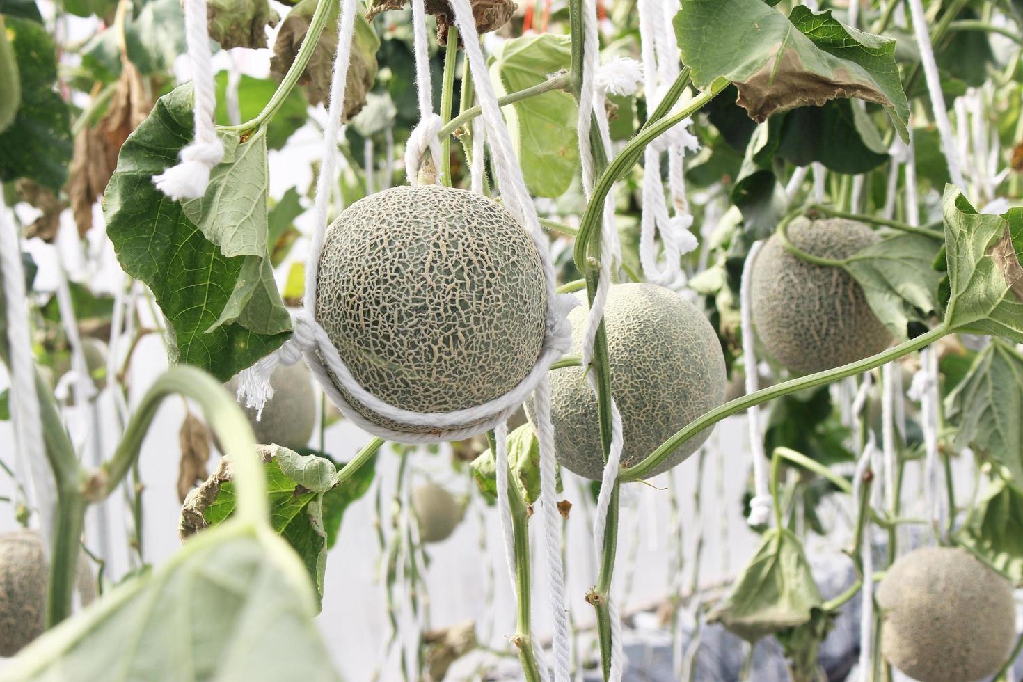 Cantaloups poussant sur un arbre photo