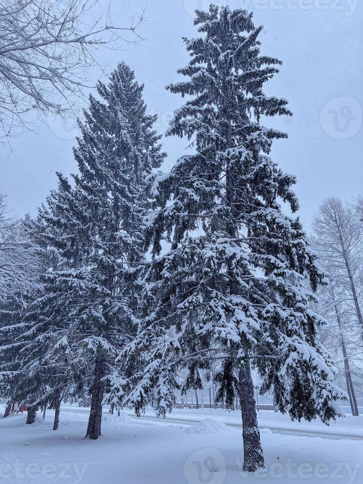 neigeux glacial sapin branches. neigeux hiver Contexte. Naturel forêt lumière paysage. chute de neige. une magnifique grand arbre et une en hausse ciel. photo