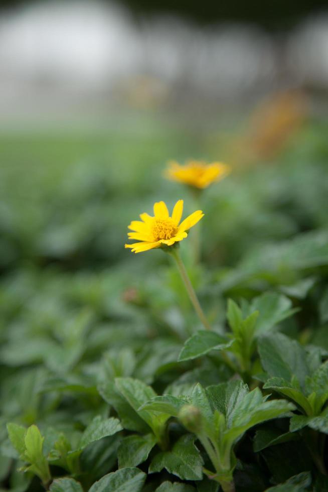 petites fleurs jaunes photo