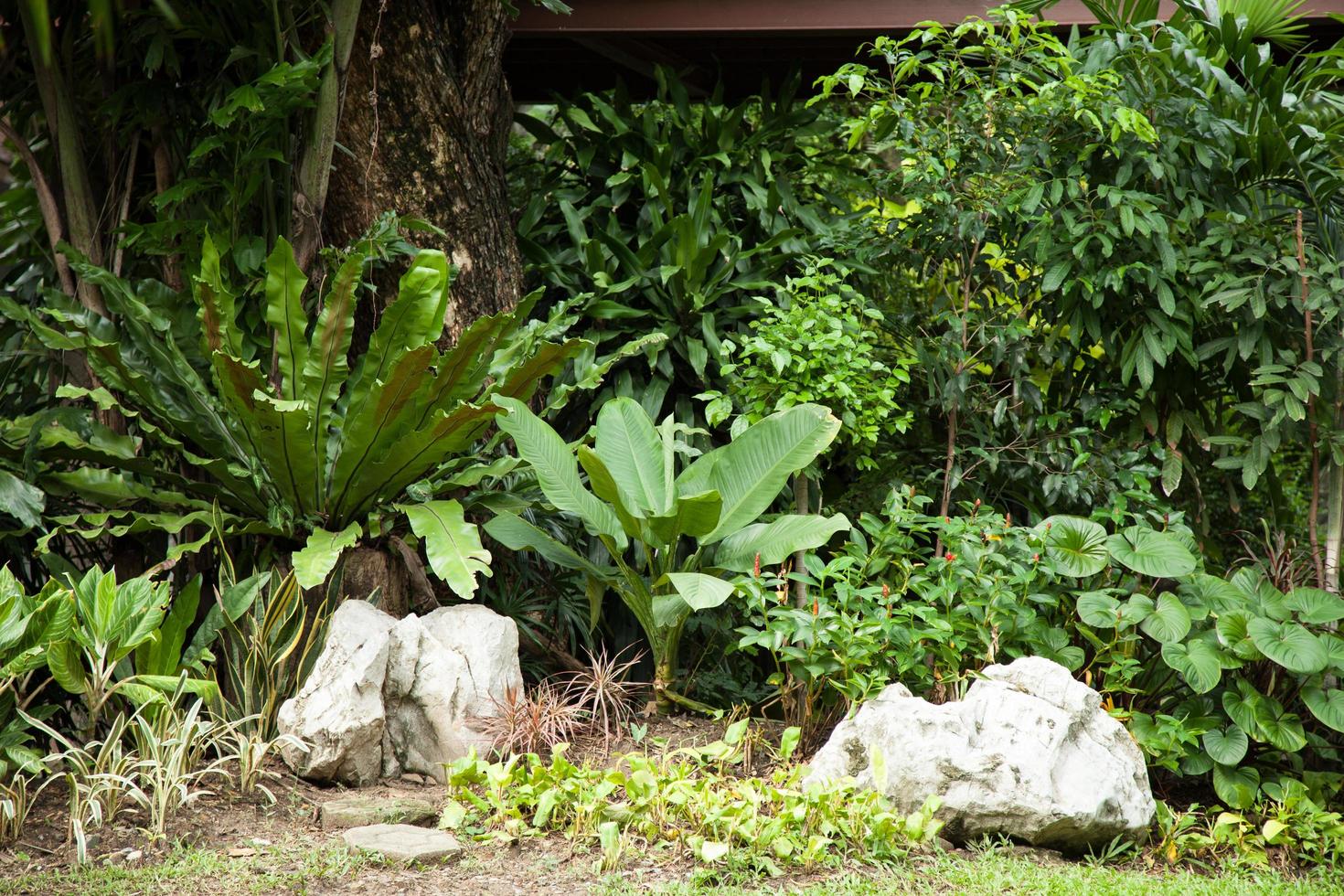 plantes dans le jardin photo