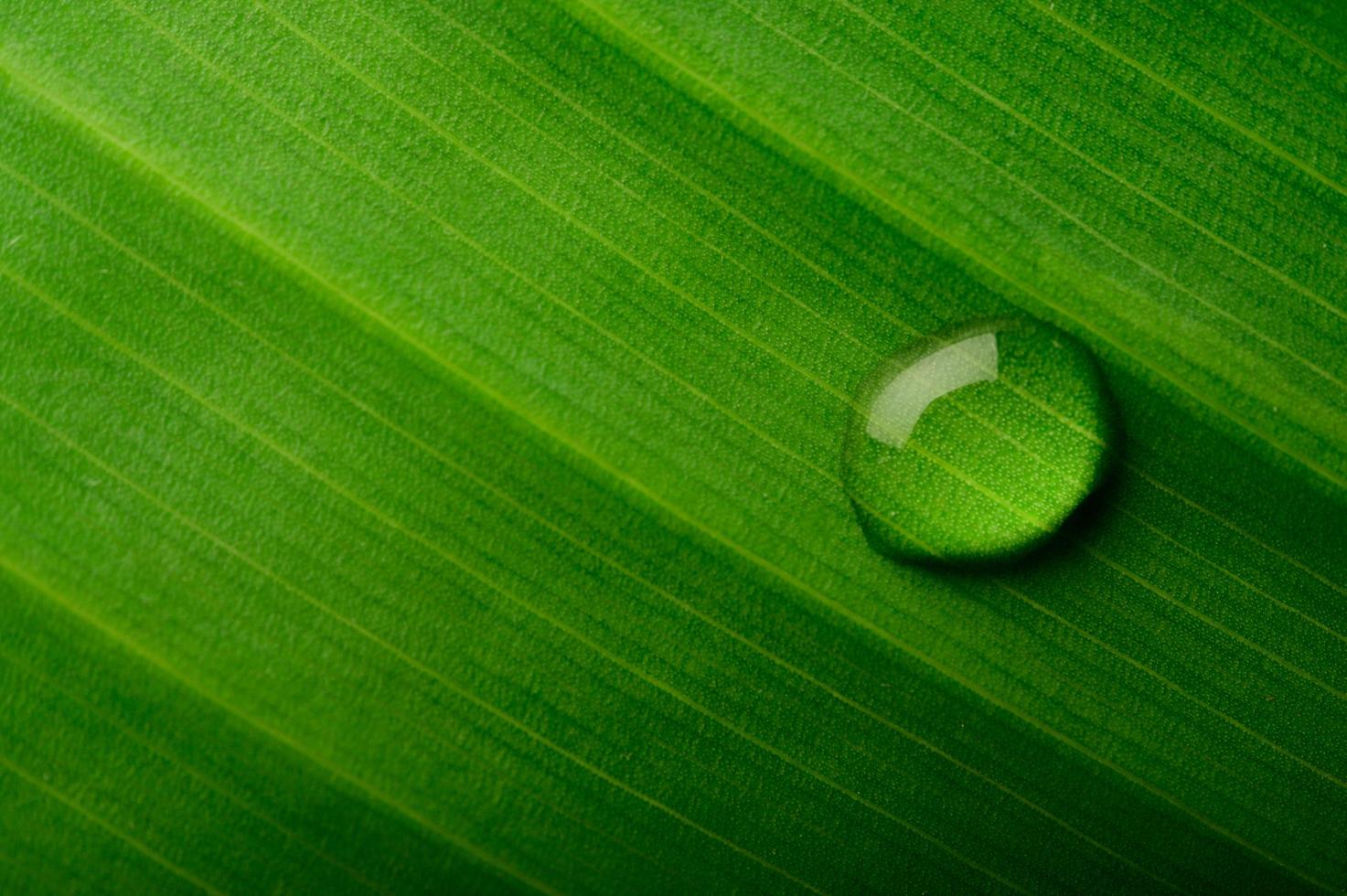 goutte d'eau sur une feuille de bananier photo