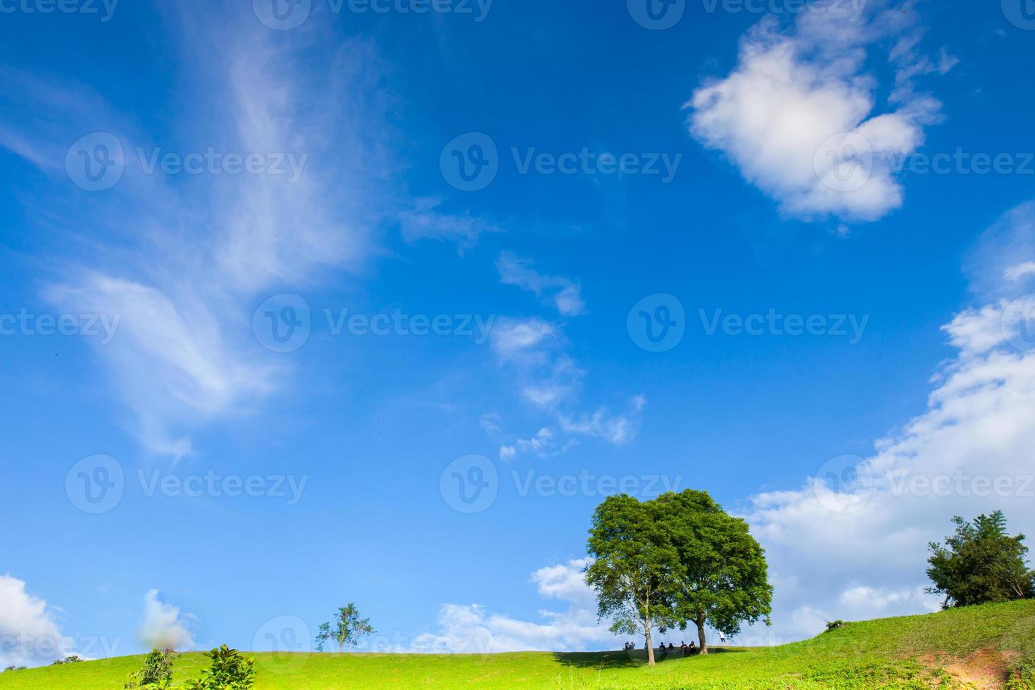 herbe verte et arbres avec un ciel bleu photo