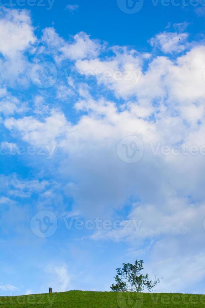 arbre et souche sur une colline verte sous un ciel bleu photo