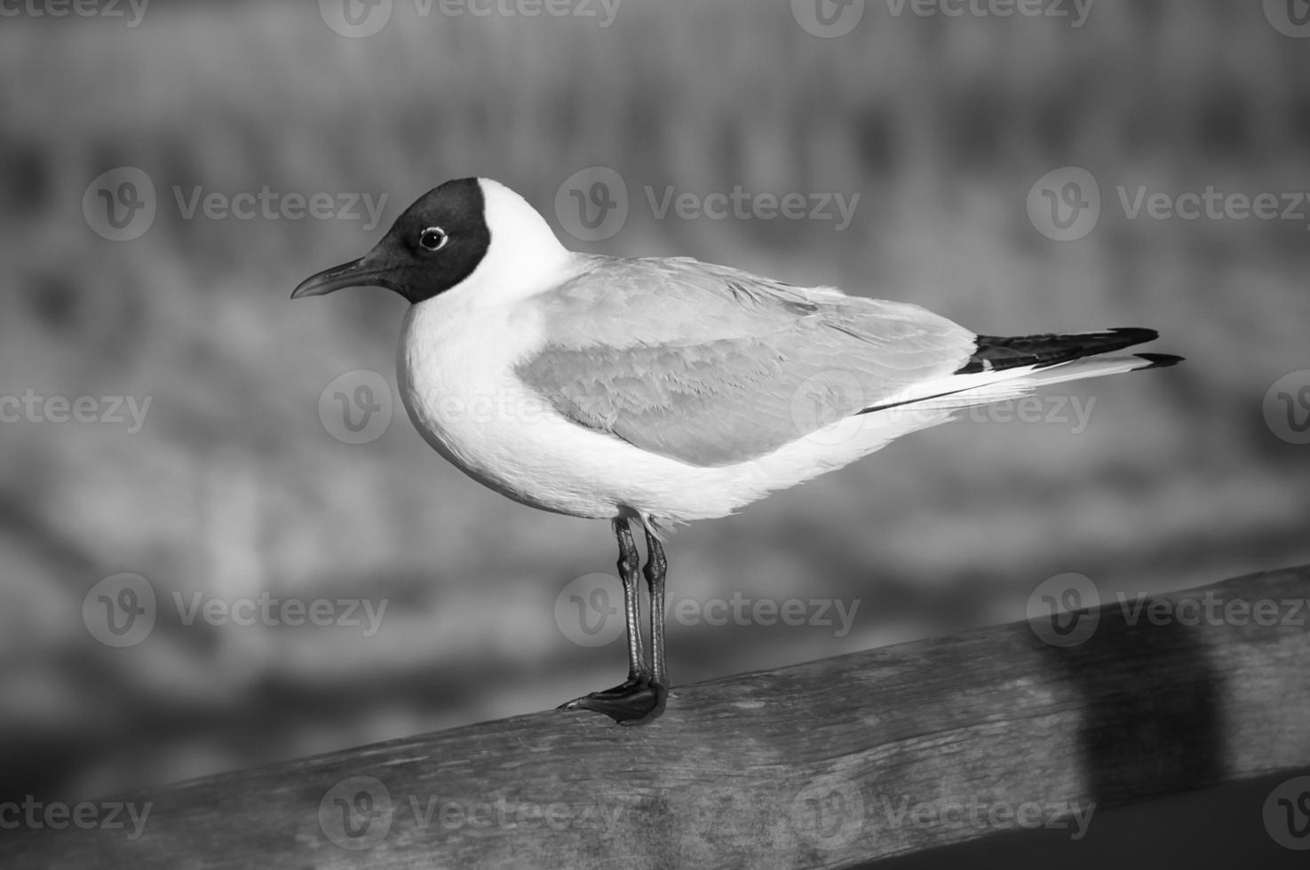 en riant mouette photographié dans noir et blanc, permanent jetée sur le baltique mer photo