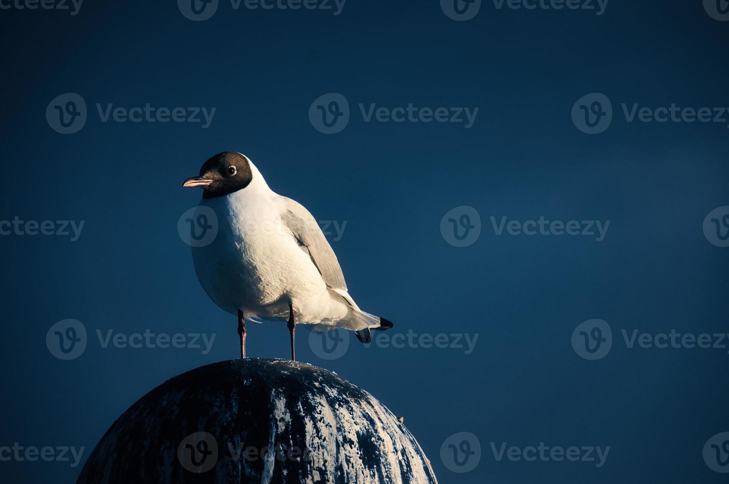 mouette permanent sur abat-jour sur le baltique mer par le mer. le oiseau regards le coucher du soleil photo