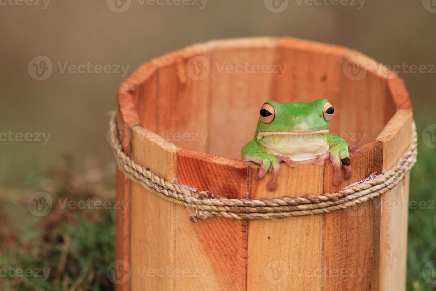 macro étape de grenouille à l'intérieur le en bois seau photo