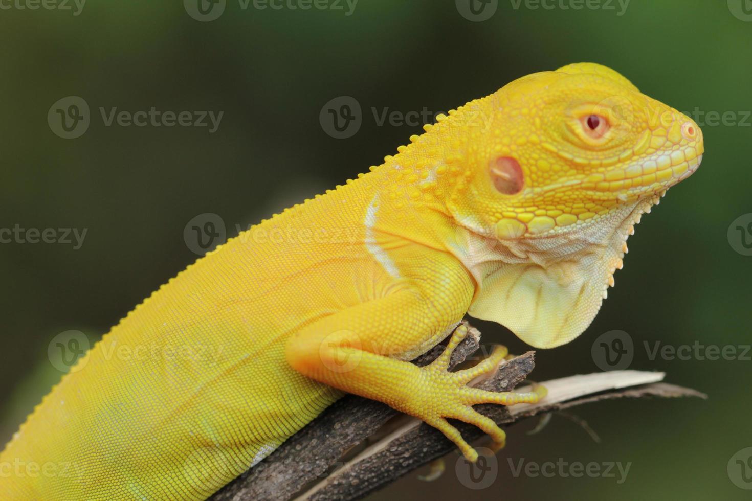 Jaune iguane sur le arbre photo