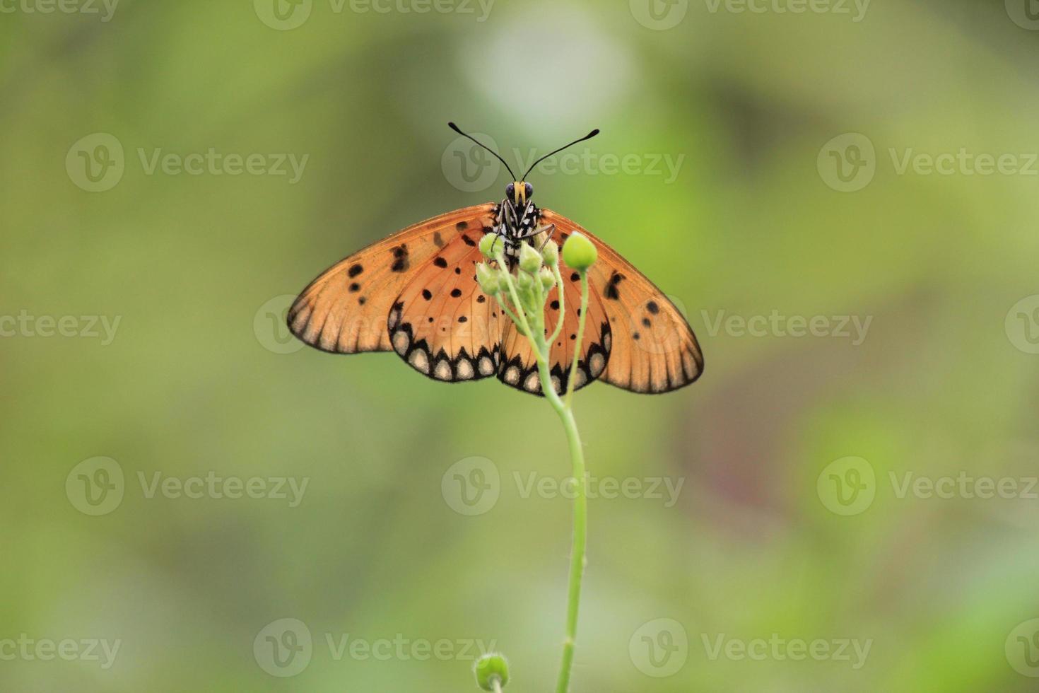 une magnifique papillon perché sur une sauvage plante pendant une très ensoleillé journée photo