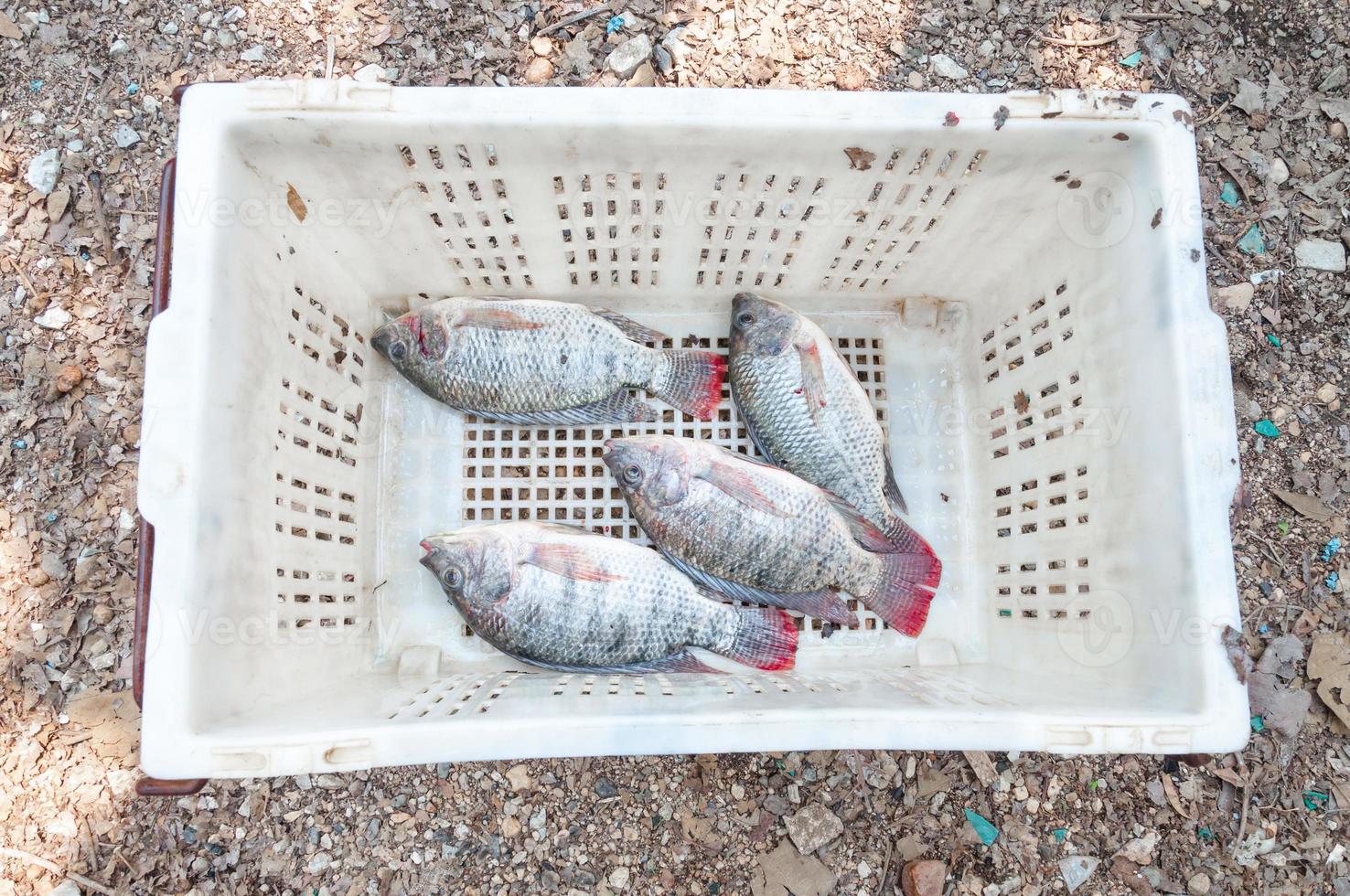 poisson tilapia frais dans le panier photo