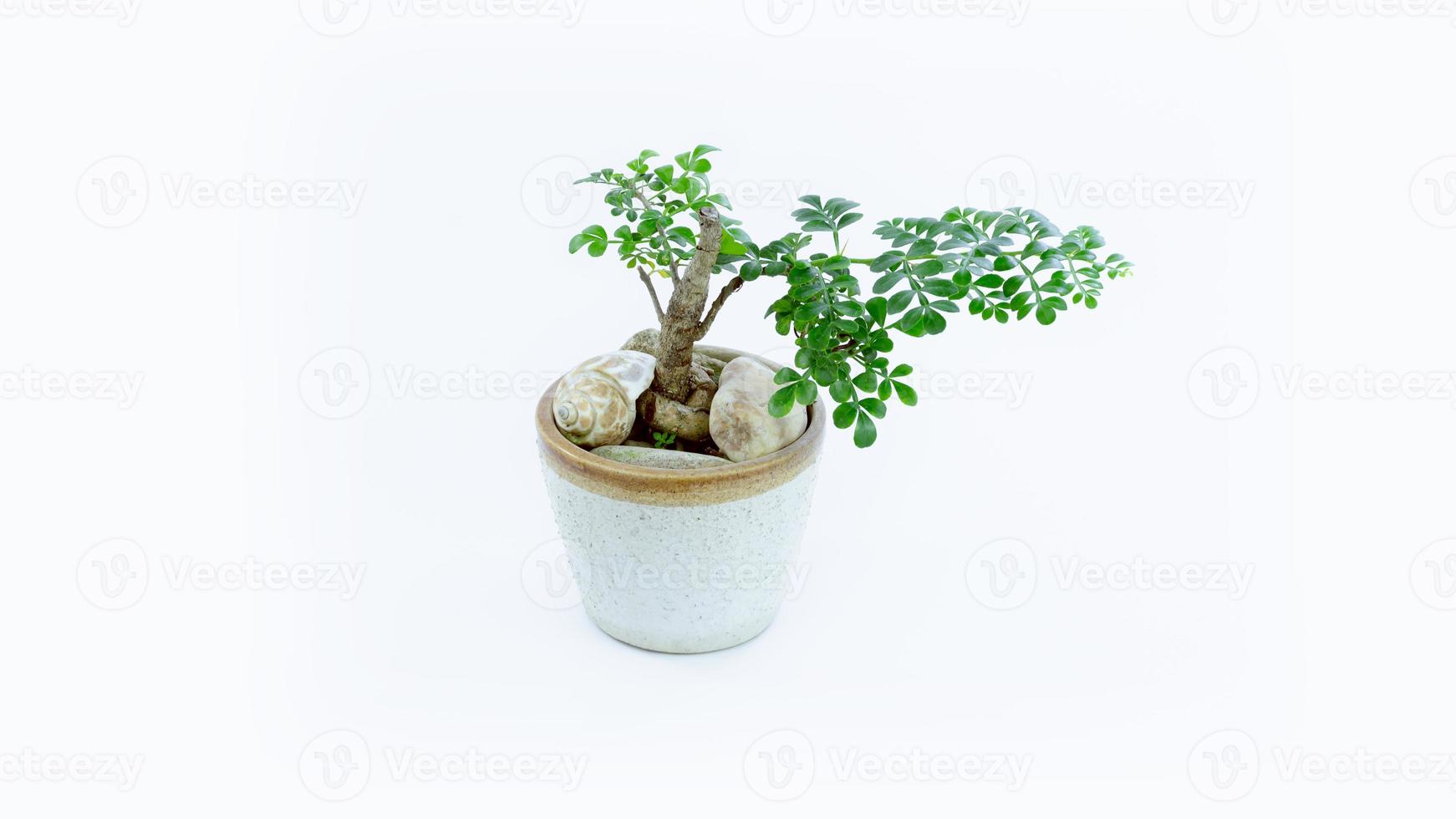 petit décoratif arbre, petit bonsaï arbre dans le argile pot fukien thé plante isolé sur blanc Contexte photo