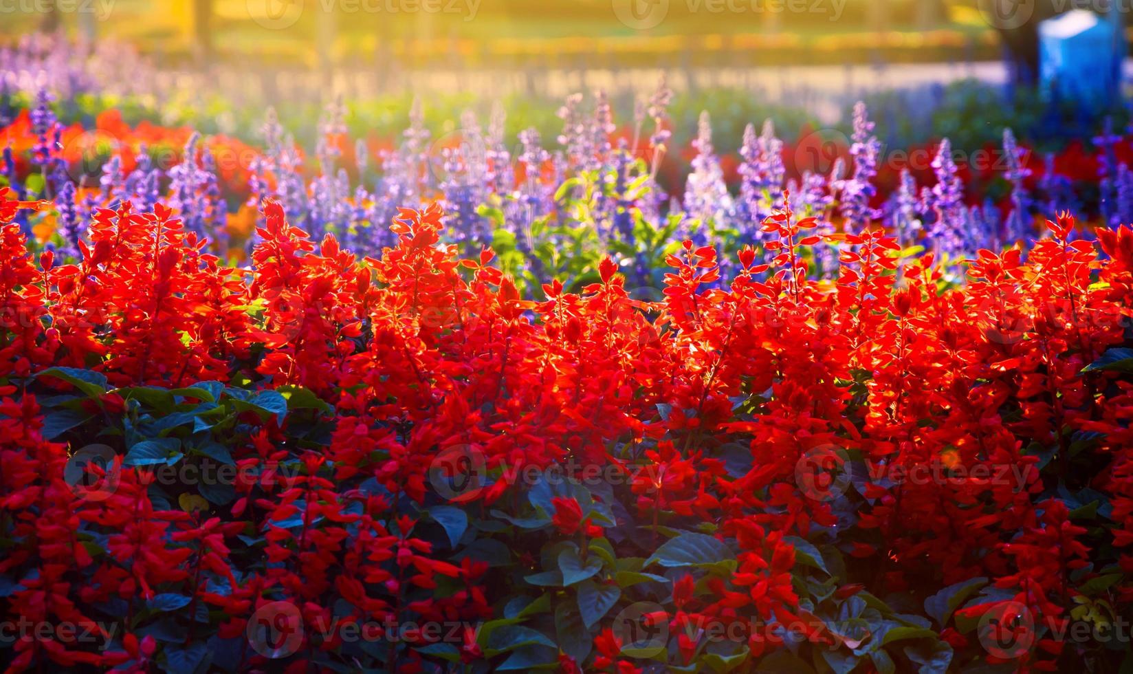 magnifique de salvia splendens écarlate sauge ou tropical sauge dans le jardin pour Contexte photo