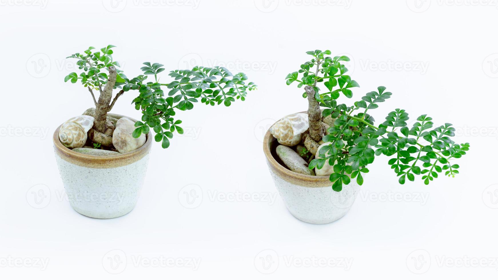 petit décoratif arbre, petit bonsaï arbre dans le argile pot fukien thé plante isolé sur blanc Contexte photo