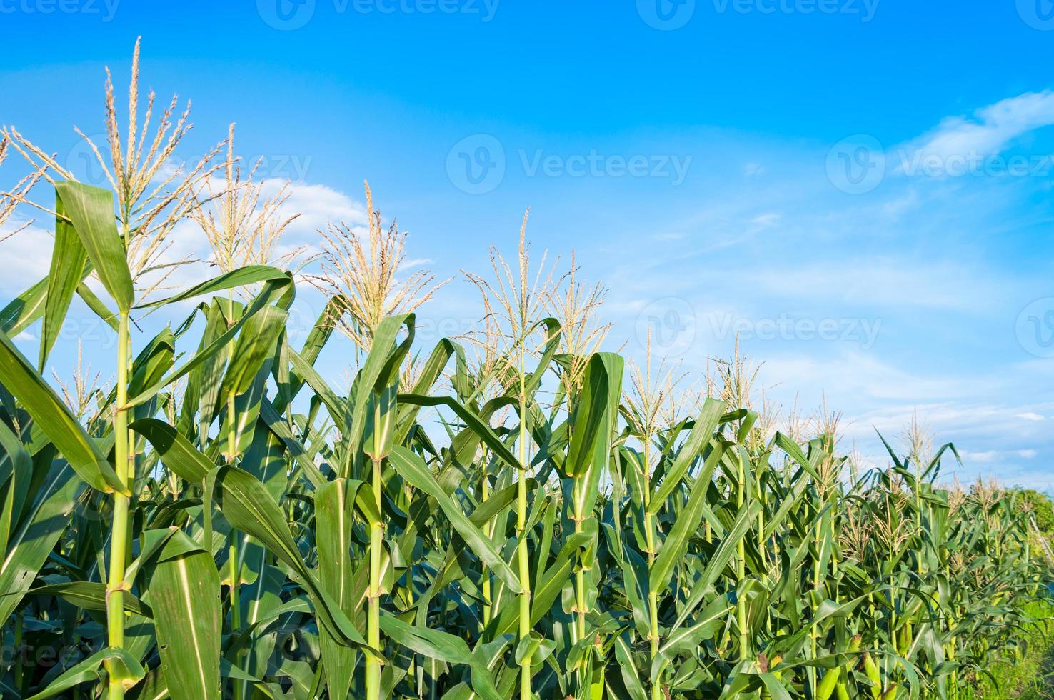 champ de maïs par temps clair, arbre de maïs sur les terres agricoles avec un ciel bleu nuageux photo