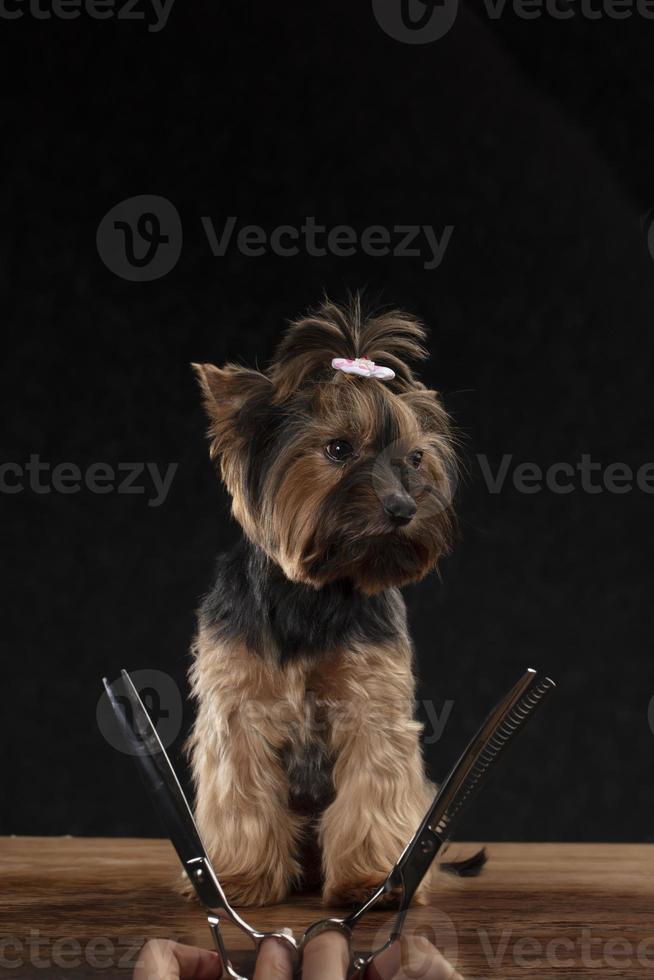 professionnel chien se soucier dans une spécialisé salon. toiletteurs tenir outils dans leur mains sur une noir Contexte. Yorkshire terrier sur le Contexte de une toilettage outil. photo