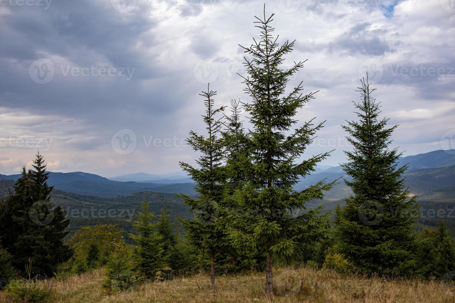 vue magnifique sur la forêt de conifères sur les puissantes montagnes des carpates et beau fond de ciel nuageux. beauté de la nature ukrainienne vierge sauvage, europe. attraction touristique populaire. photo