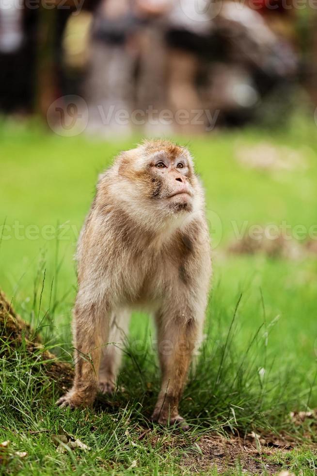 macaque sur l'herbe. petit singe populaire. singe dans le zoo sur l'herbe. photo