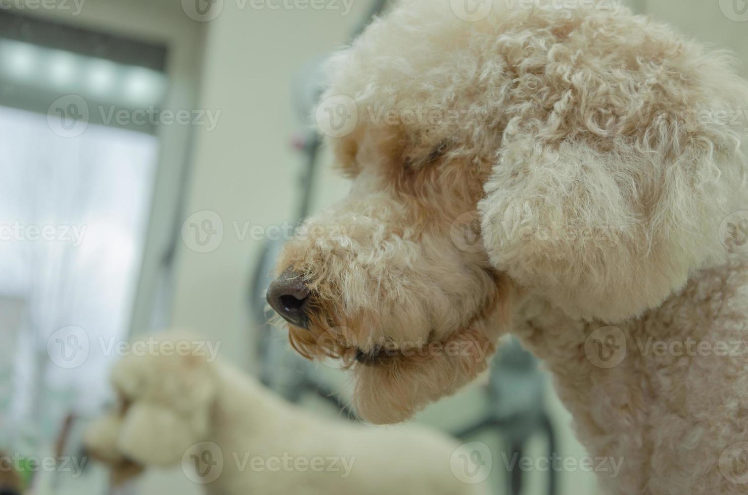 le chien sur le toiletteur table est taillé. magnifique chien la Coupe de cheveux photo