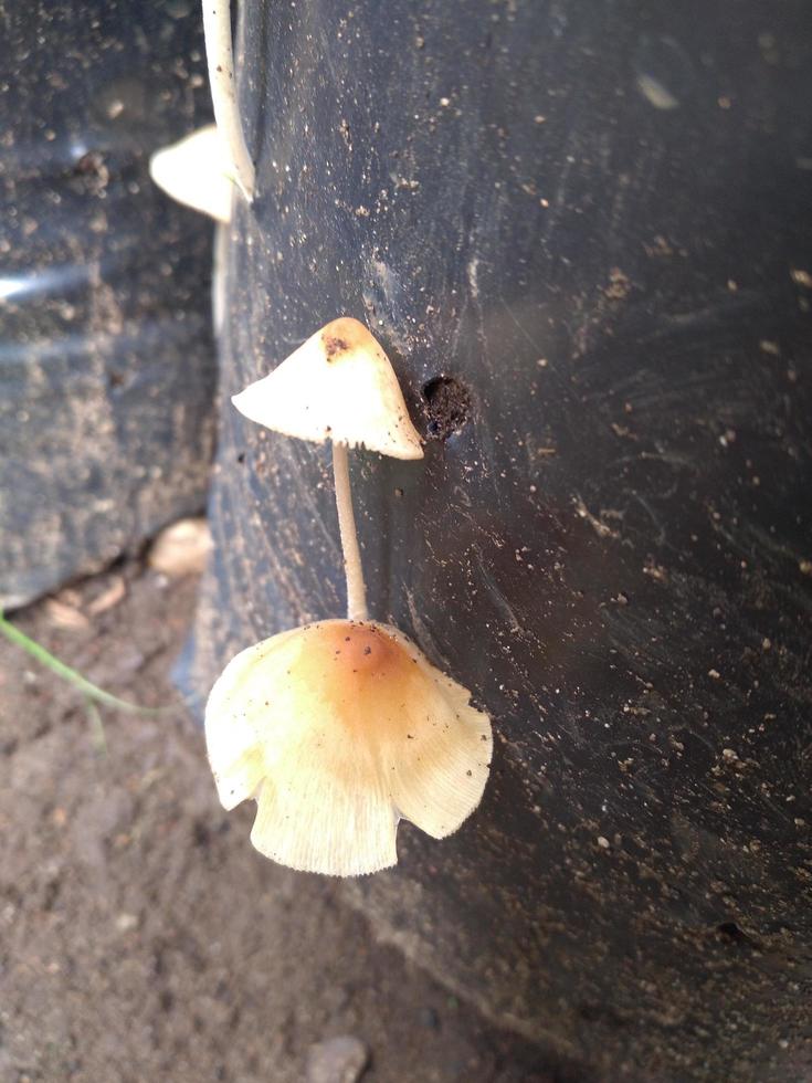 champignons faux mon chéri champignon sur une souche dans une magnifique l'automne forêt.groupe champignon dans l'automne forêt avec feuilles.sauvage champignon sur le épicéa souche. l'automne temps dans le forêt. photo