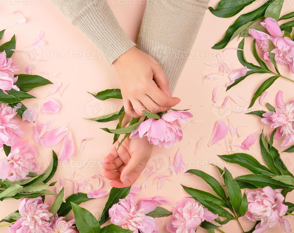 deux femelle mains et rose épanouissement pivoines sur une beige Contexte photo