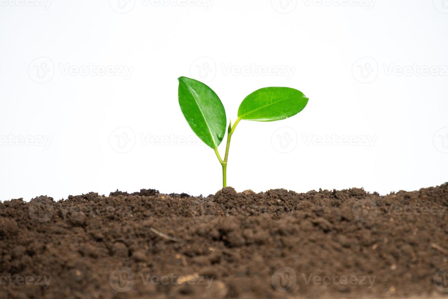 Jeune plante croissance dans sol isolé photo