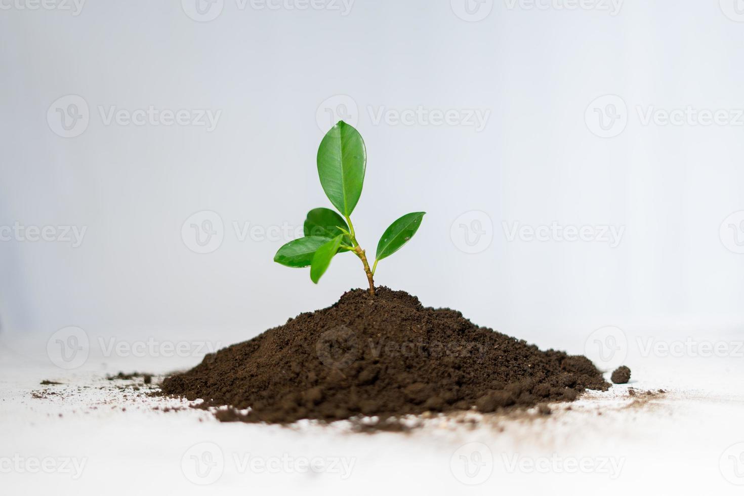 Jeune plante dans pile de humus sol isolé photo