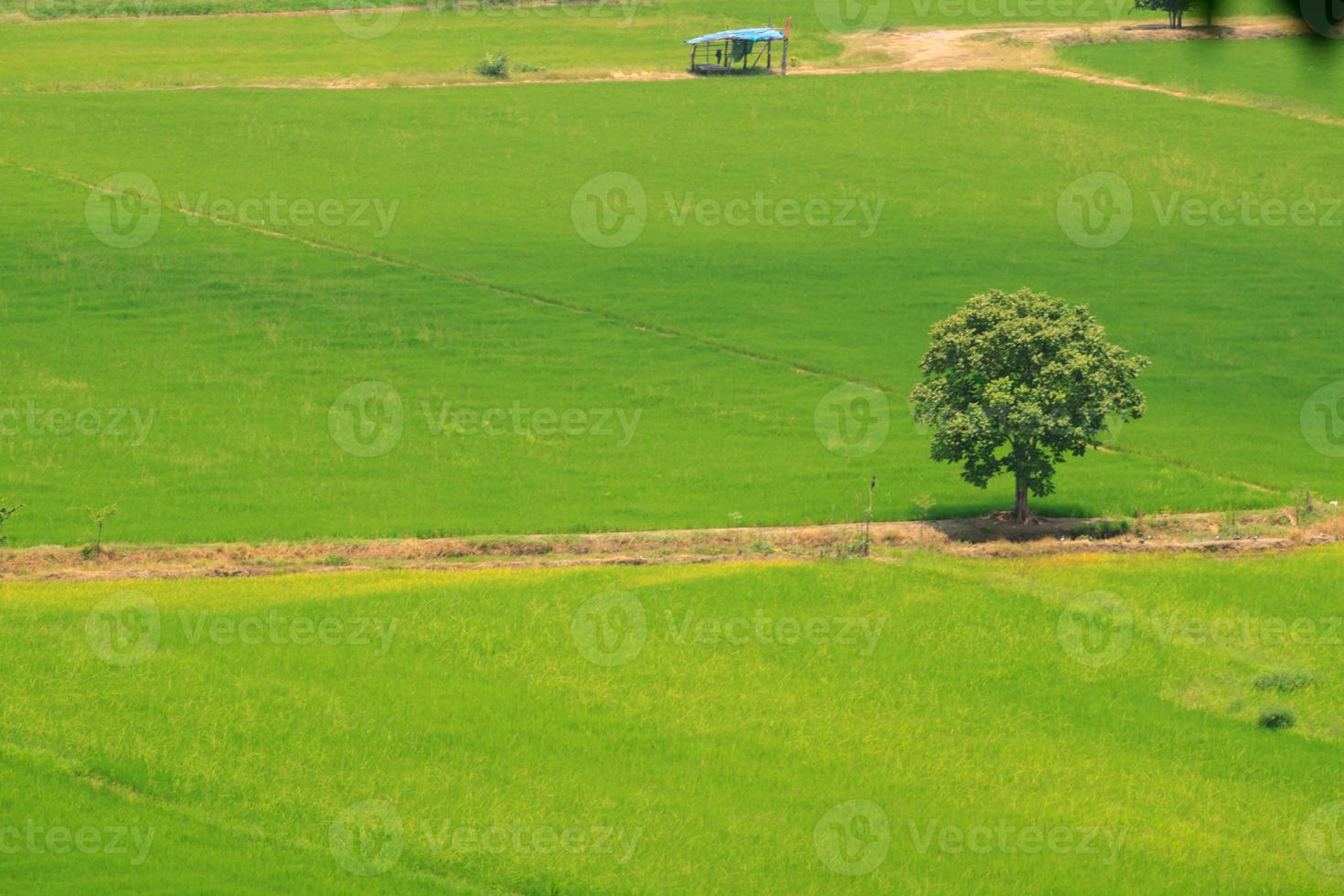 une arbre permanent dans une riz champ cette est une haute angle vue sur une haute montagne, fabrication il possible à voir au dessous de magnifiquement et est une magnifique Naturel Frais air dans le thaïlandais campagne. photo