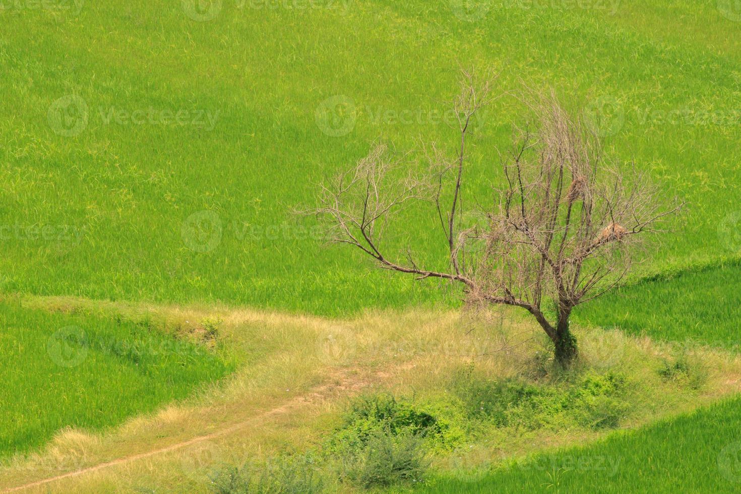 sec vivace des arbres mourir dans le paddy des champs. cette est une grand angle coup de une bâtiment situé sur une Montagne cette fait du il Regardez magnifique dessous. photo