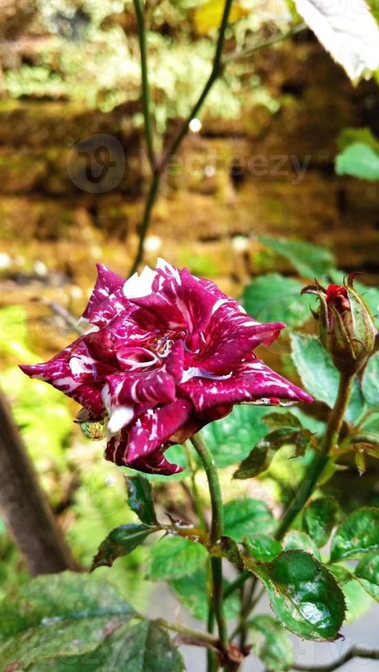 Roche Rose succulent plante feuilles rosette fermer. batik ornement, abstrait floral modèle. photo