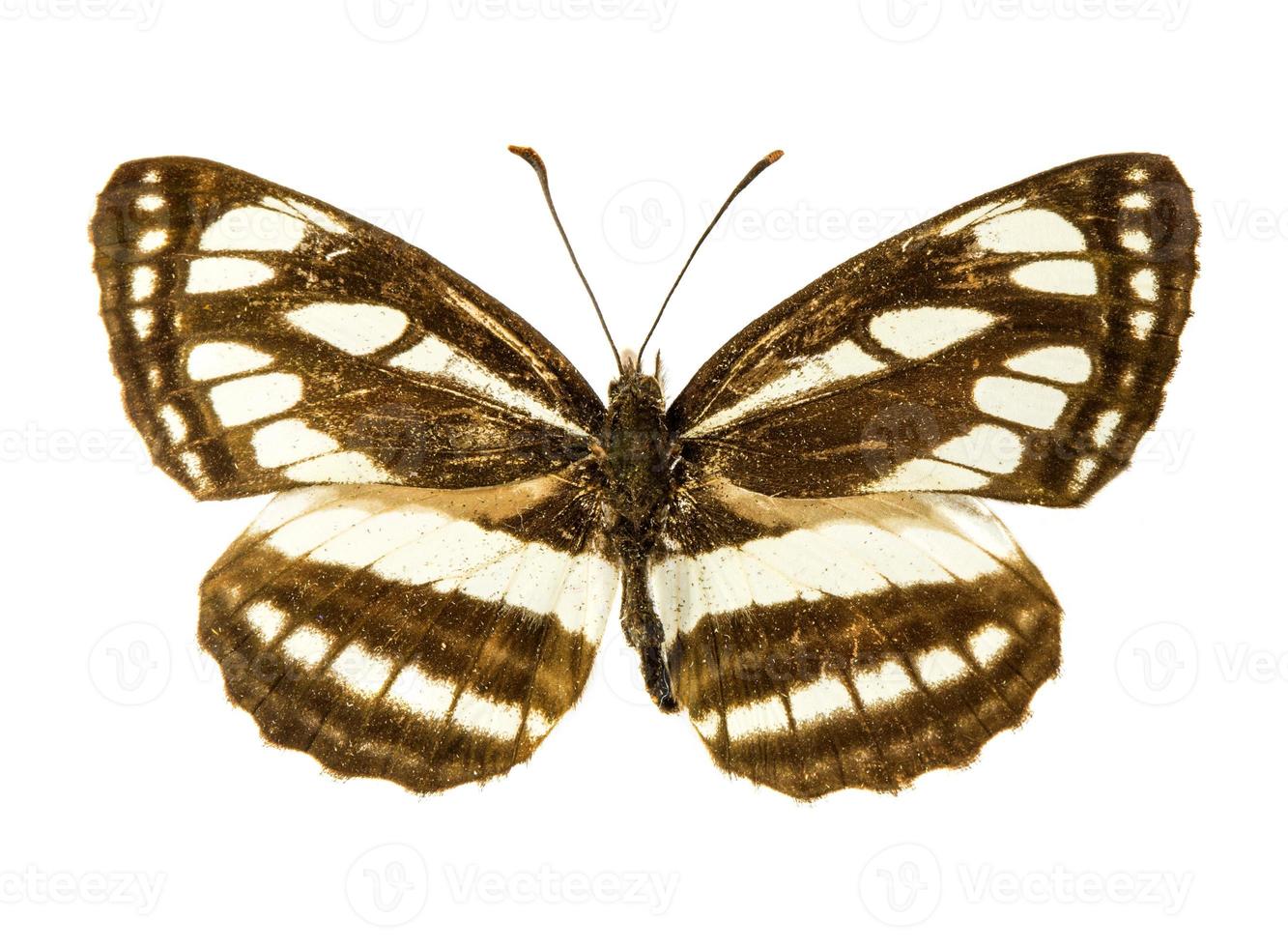 papillon de voilier de Pallas photo