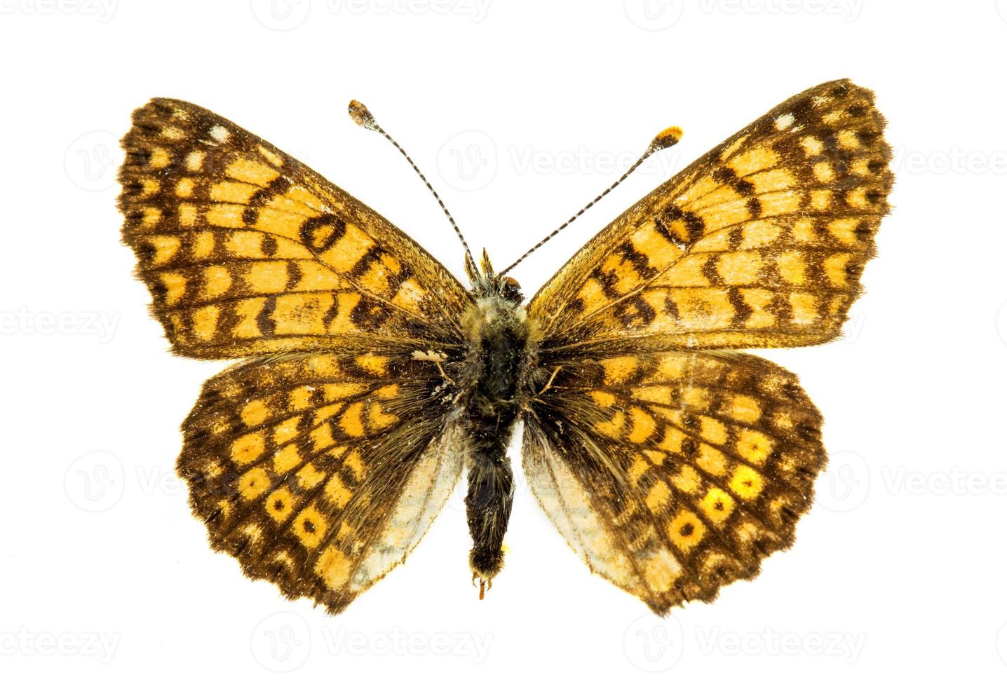 papillon skipper sur fond blanc photo