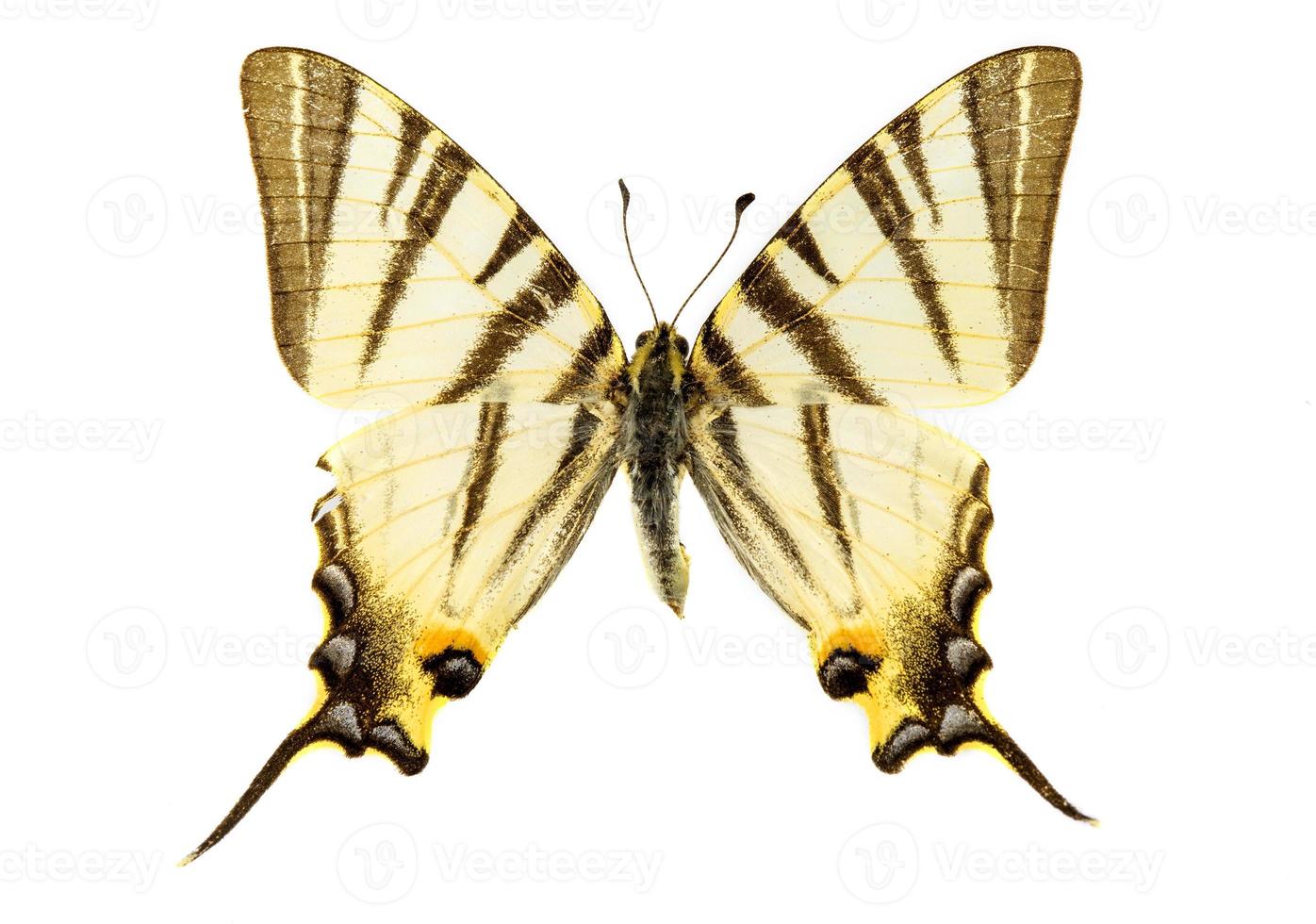 papillon machaon rare photo