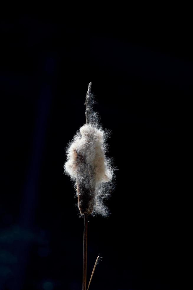 jonc ou quenouille - typha latifolia - en hiver, allemagne photo