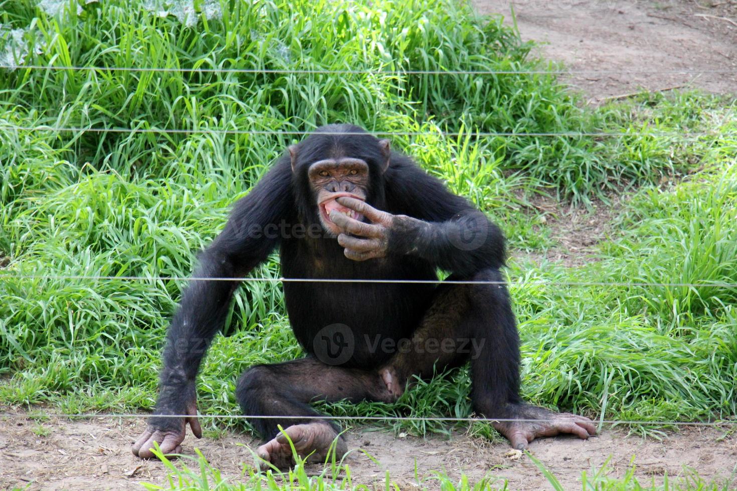 le singe vies dans une zoo dans Israël. photo