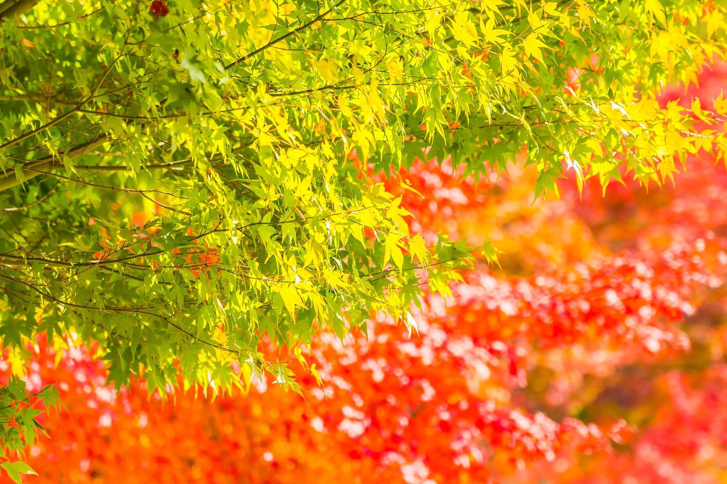 belles feuilles d'érable vertes et rouges photo