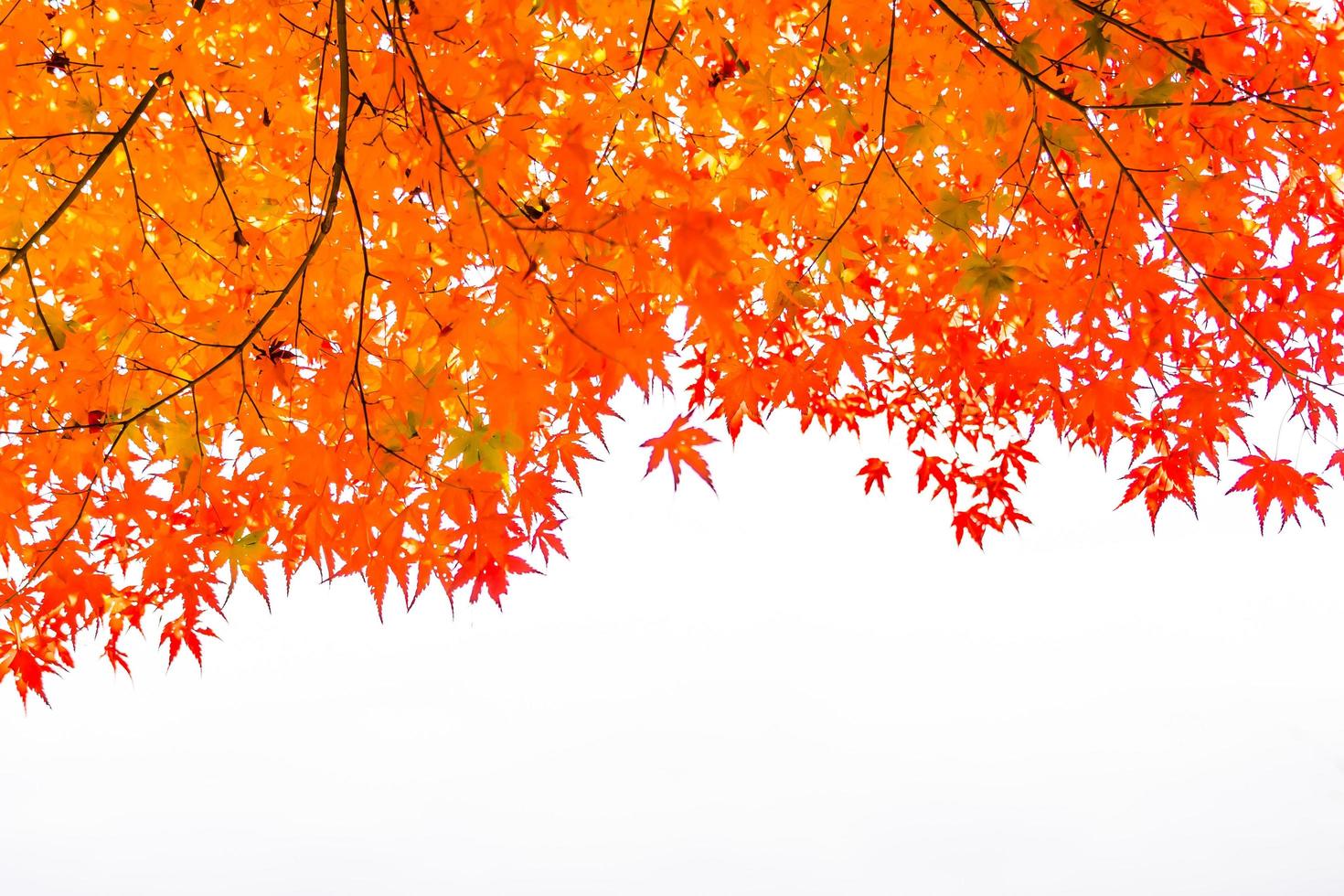 belles feuilles d'érable rouge photo