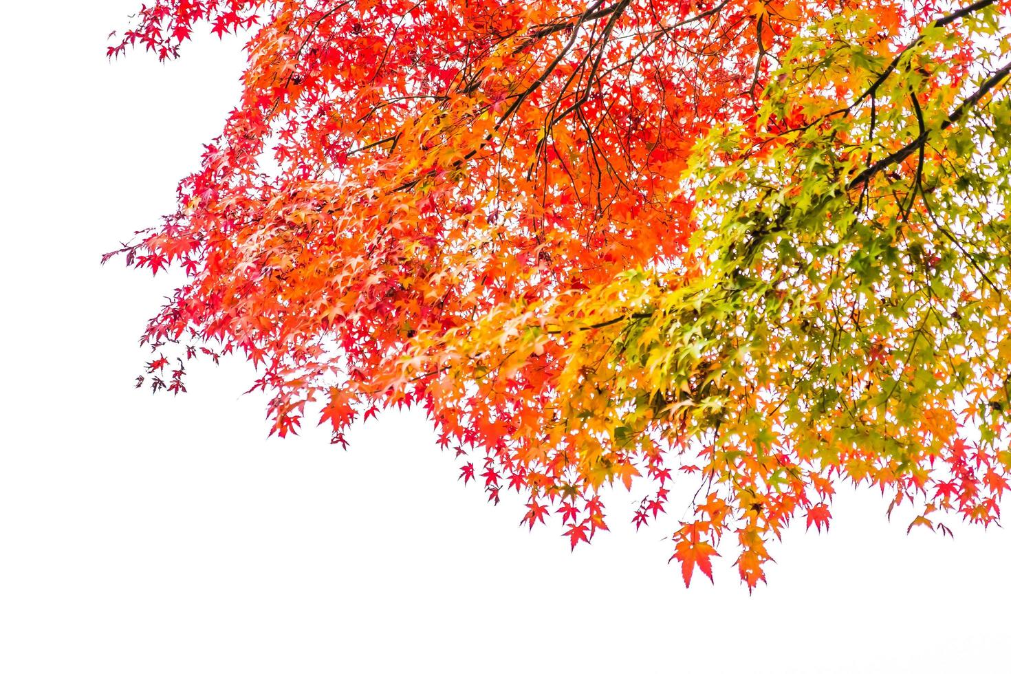 belles feuilles d'érable rouge photo