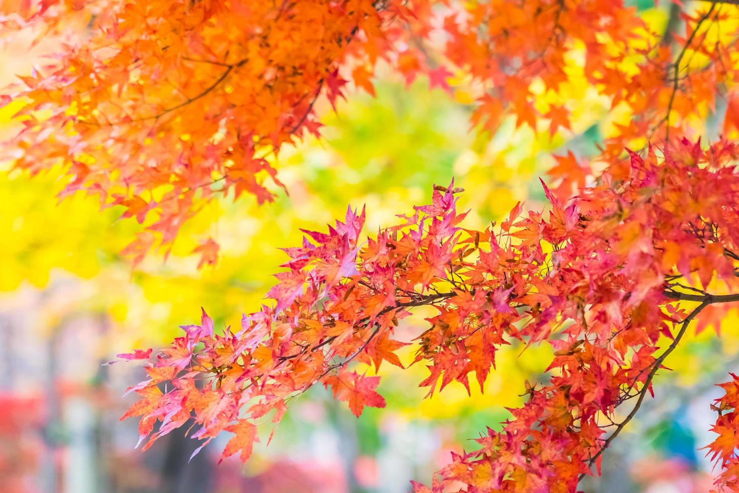 belles feuilles d'érable rouge photo