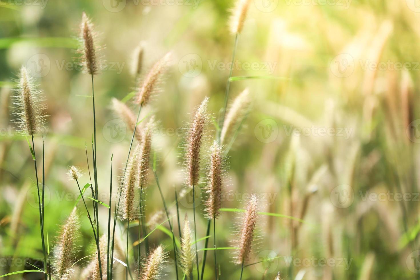 gros plan, de, herbe, à, arrière-plan flou photo