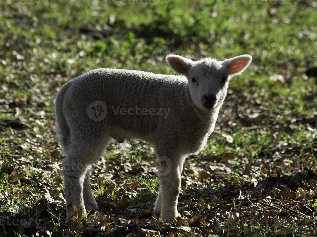 des moutons sur une Allemagne Prairie photo