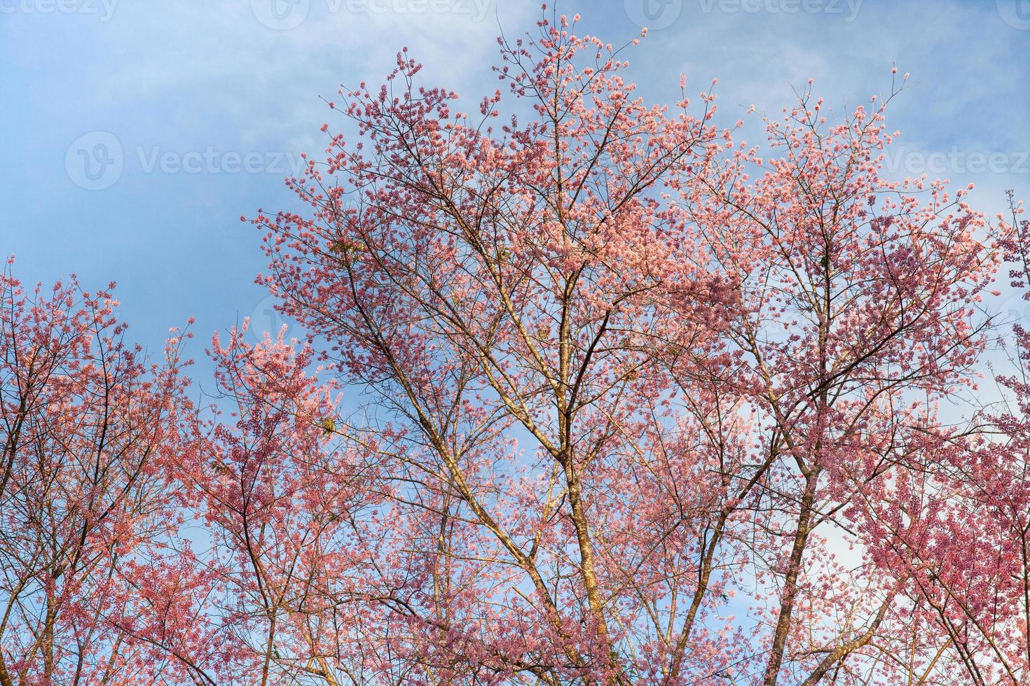 arbre fleur rose et ciel bleu photo